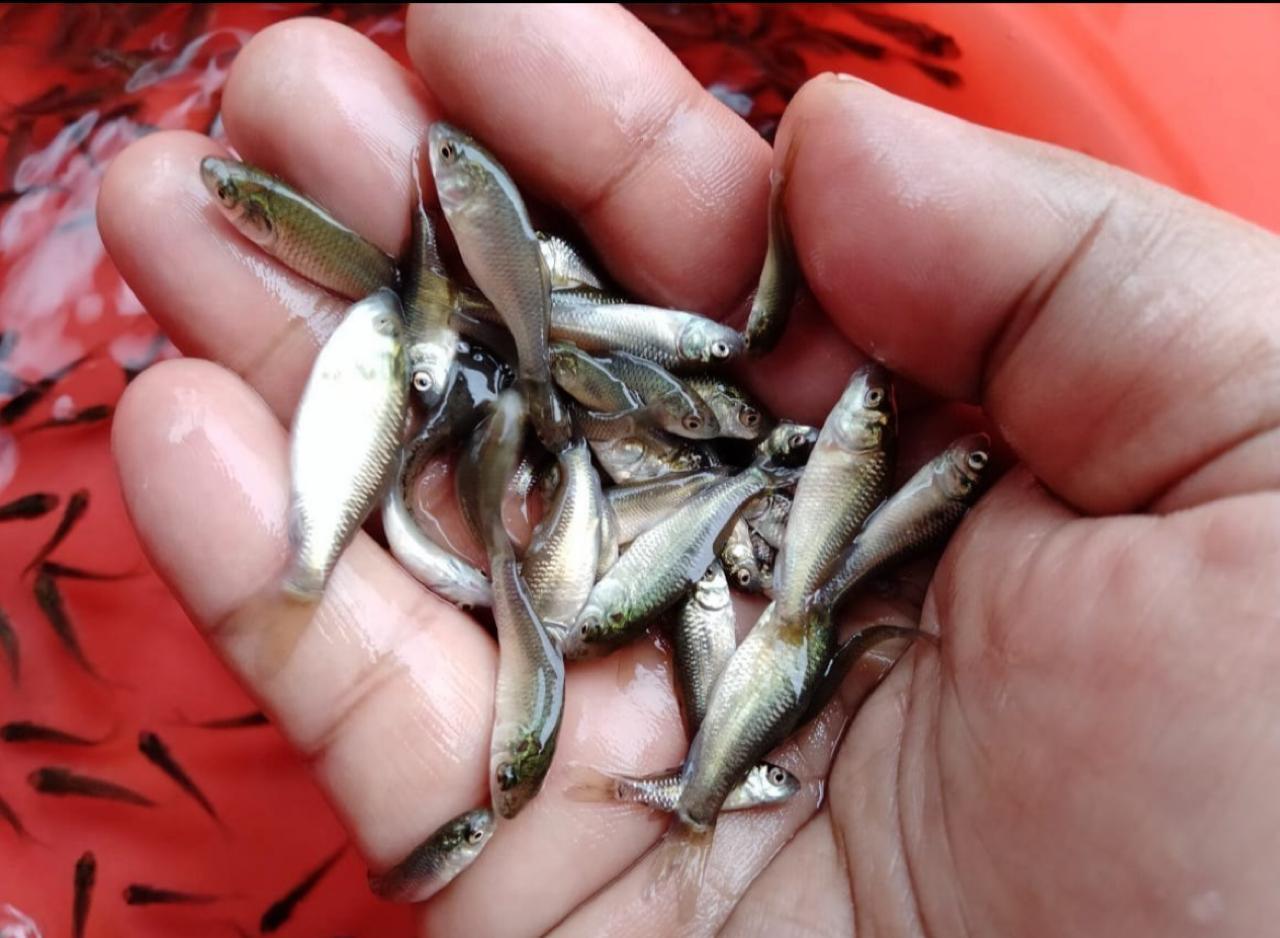 Amur Carp Fish Seed Supplier in rajasthan