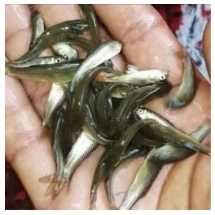 Grass Carp Fish Seed Supplier in rajasthan