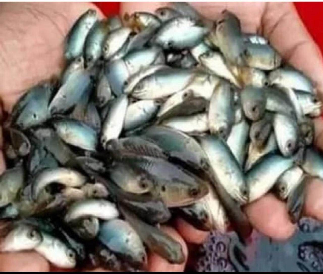 Vietnami Koi Fish Seed Supplier in rajasthan