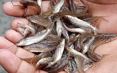 Amur Fish Seed Supplier