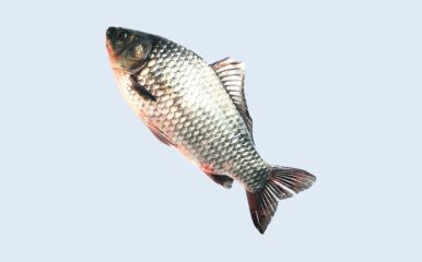 Singhi Fish Seed