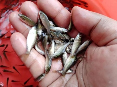 Amur Carp Fish seed Suppliers in Balotra