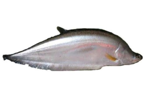 Chital fish seed supplier