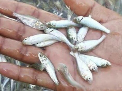 Muraki Fish Sheed Supplier in Rajasthan