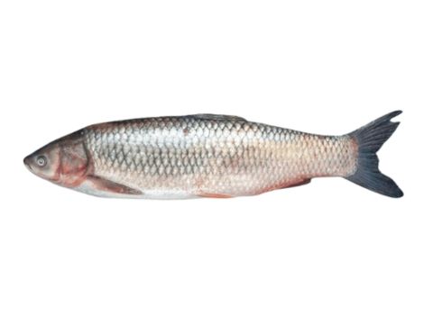 Muraki Fish Sheed Manufacturer in Jaipur