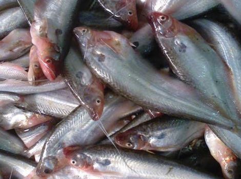 Pabda Fish Seed Supplier in Sirohi