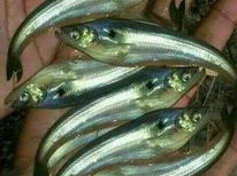 Aaradhya Enterprises Pabda Fish Seed