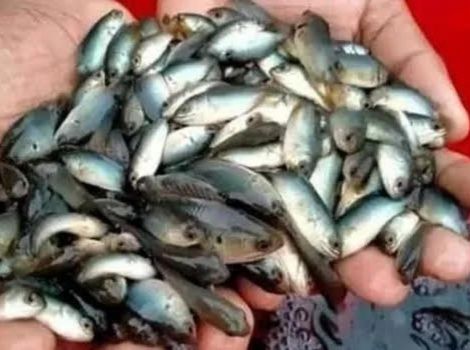 Vietnami Koi Fish Seed Supplier in Jodhpur