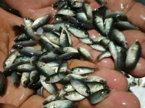 Vietnami Fish Seed Supplier in Jodhpur