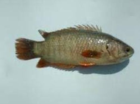 Vietnami Koi Fish Seed Supplier in Shahpura