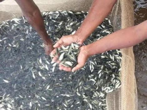 Jaipur Catla Fish Seed