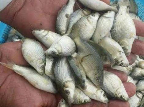 Common Carp Fish Seed Supplier in Bhilwara