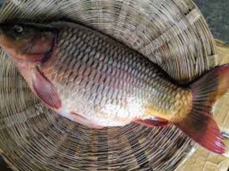 Common Carp Fish Seed Supplier in Rajasthan