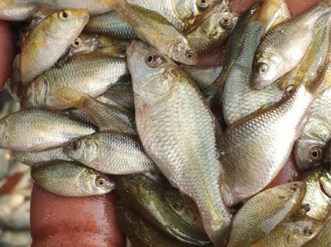 Common Carp Fish Seed Manufacturer in Rajasthan