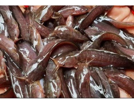 Hatchery Fish Seed Supplier in Jaipur