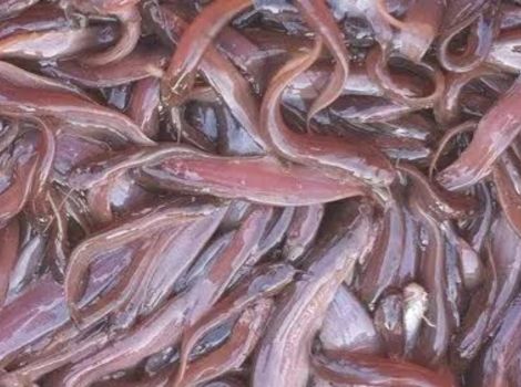 Hatchery Fish Seed Supplier in India