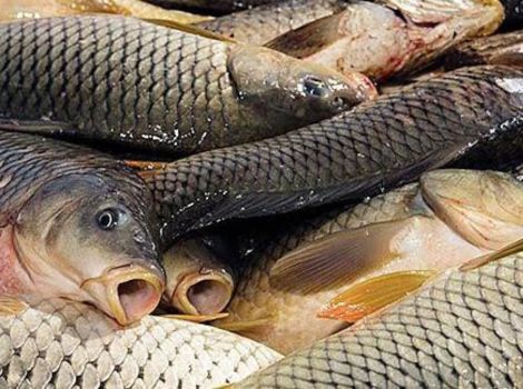 Fish Seed Supplier in Sikar