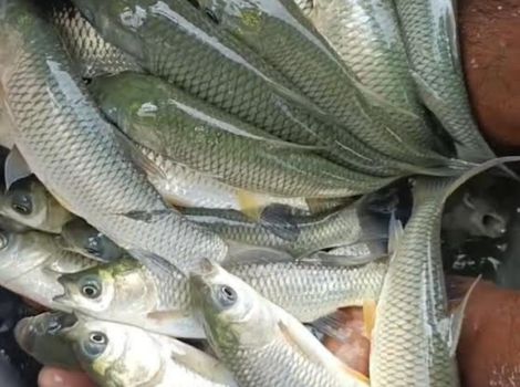 Fish Seed Manufacturer in Sikar