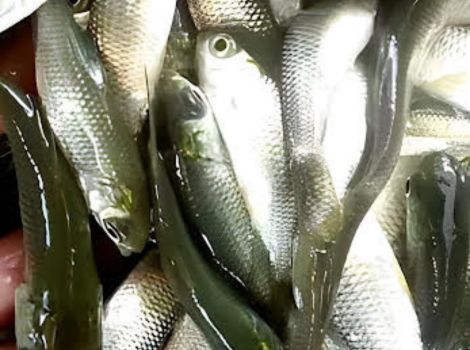 Fish Seed Exporter in Sikar