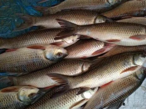 Fish Seed Supplier in Bikaner