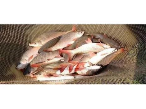 Fish Seed Supplier in Jhalawar