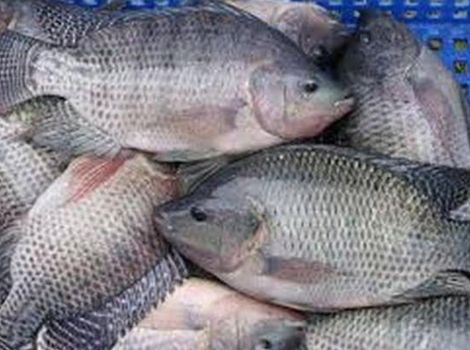 fish seeds supplier