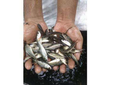 Rohu Fish Seed Supplier in Rajasthan