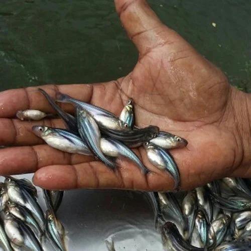 Fish Seed Supplier in rajasthan