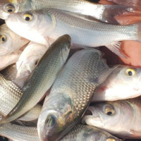 Rohu Fish Seed Supplier in sikar