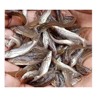 Gulsha Tengra Fish Seed Supplier in rajasthanop