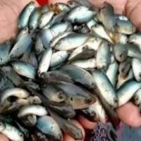 Vietnami Koi Fish Seed Supplier