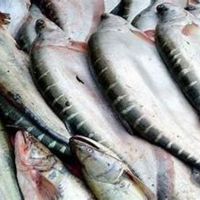 Chital Fish Seed Supplier