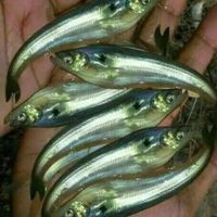 Pabda Fish Seed Supplier