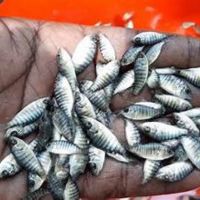 Monosex Tilapia Fish Seed Supplier