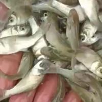 Catla Fish Seed Supplier in rajasthan