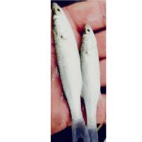 Mrigal Fish Seed Supplier