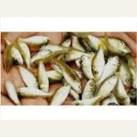 Common Carp Fish Seed Supplier