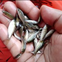 Amur Carp Fish Seed Supplier