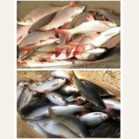 Jayanti Fish Seed Supplier